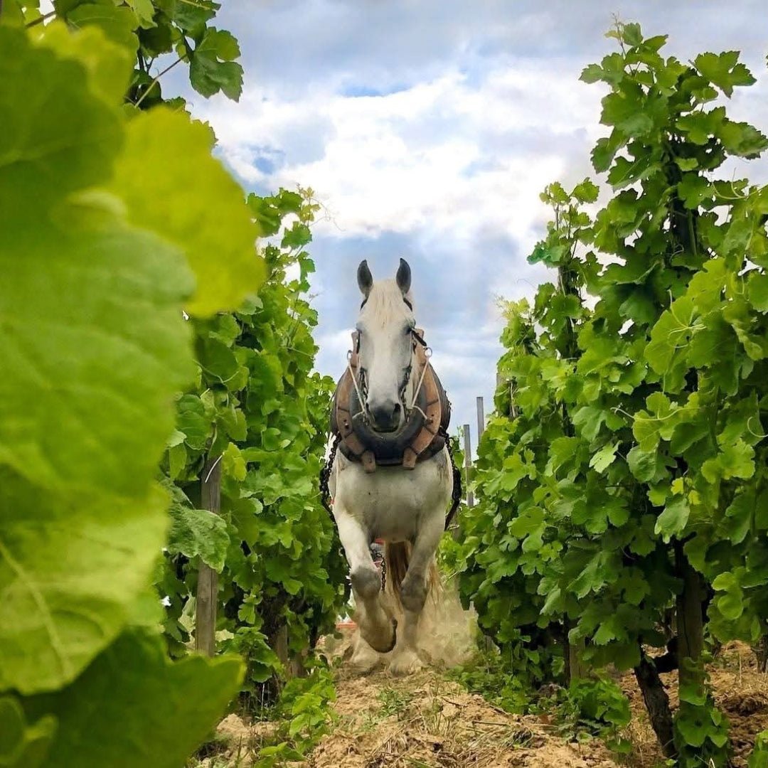 M. Chapoutier Bila - Haut Occultum Lapidem Cotes Du Roussillon - Latitude Wine & Liquor Merchant