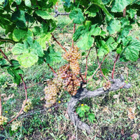 Maison de Alexandrins Crozes-Hermitage Rouge - Latitude Wine & Liquor Merchant