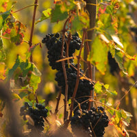 Maison de Alexandrins Crozes-Hermitage Rouge - Latitude Wine & Liquor Merchant