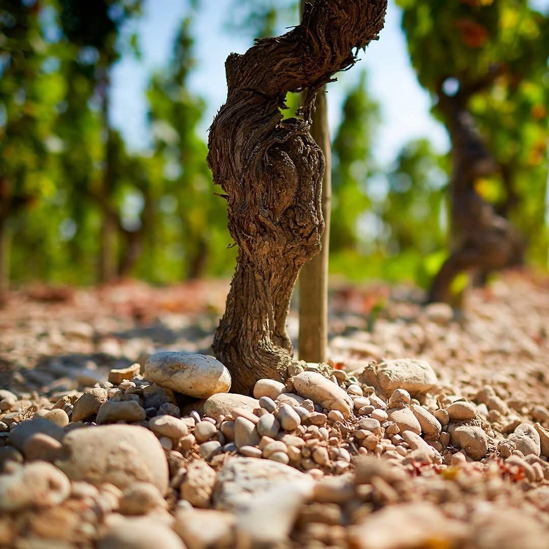 Maison de Alexandrins Crozes-Hermitage Rouge - Latitude Wine & Liquor Merchant