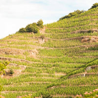Maison de Alexandrins Crozes-Hermitage Rouge - Latitude Wine & Liquor Merchant