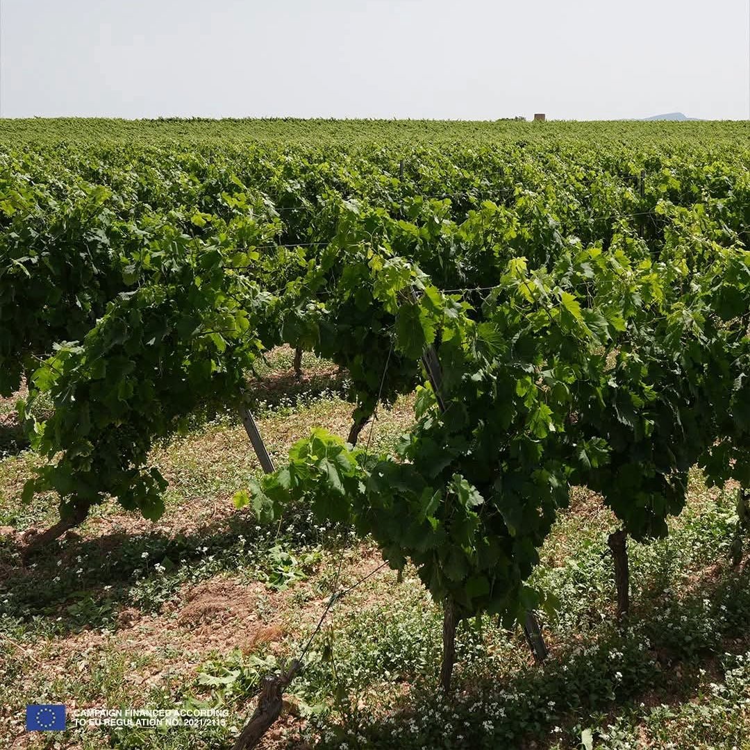 Mandrarossa Zibibbo Secco - Latitude Wine & Liquor Merchant