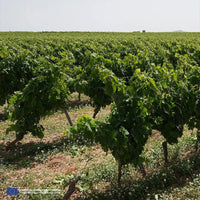 Mandrarossa Zibibbo Secco - Latitude Wine & Liquor Merchant