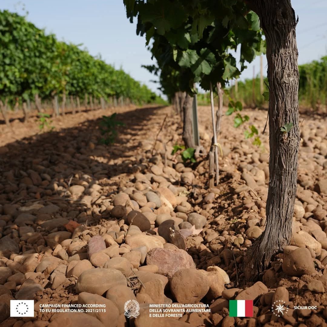 Mandrarossa Zibibbo Secco - Latitude Wine & Liquor Merchant