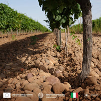 Mandrarossa Zibibbo Secco - Latitude Wine & Liquor Merchant