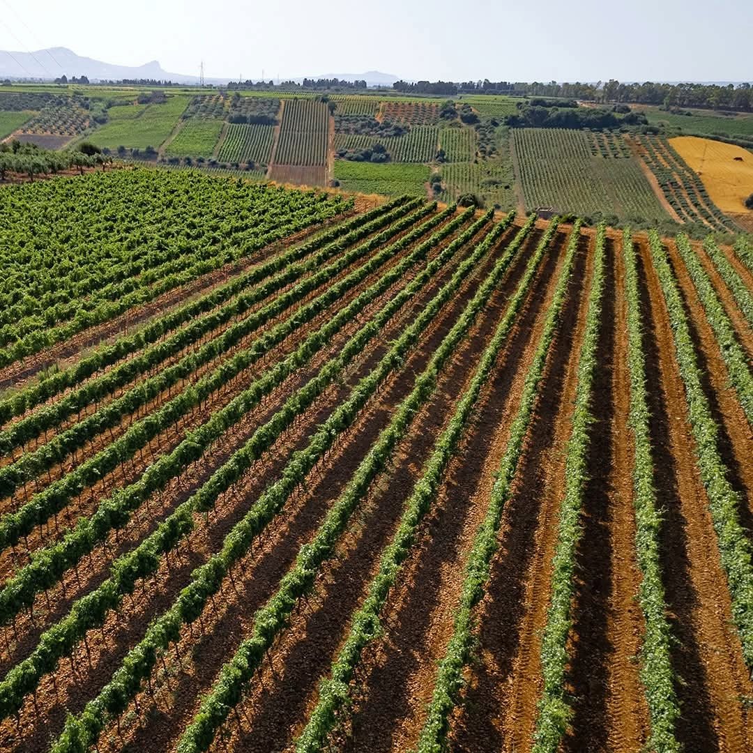 Mandrarossa Zibibbo Secco - Latitude Wine & Liquor Merchant