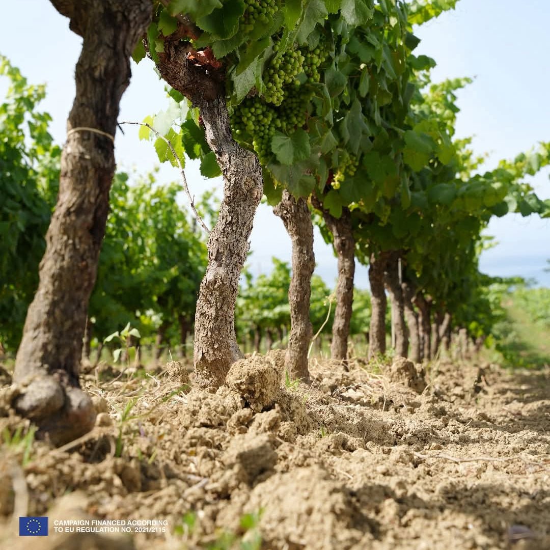 Mandrarossa Zibibbo Secco - Latitude Wine & Liquor Merchant
