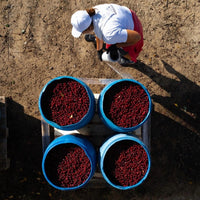 Maraska Cherry Brandy - Latitude Wine & Liquor Merchant