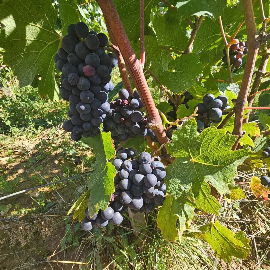 Marchand Grillot Gevrey - Chambertin En Songe - Latitude Wine & Liquor Merchant