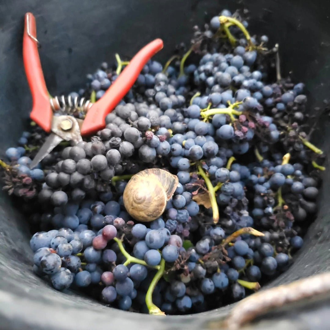 Marchand Grillot Gevrey - Chambertin En Songe - Latitude Wine & Liquor Merchant