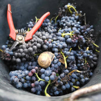 Marchand Grillot Gevrey - Chambertin En Songe - Latitude Wine & Liquor Merchant