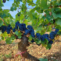 Marchand Grillot Gevrey - Chambertin En Songe - Latitude Wine & Liquor Merchant