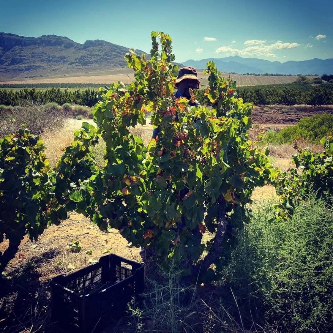 Marras Swartland Red Blend - Latitude Wine & Liquor Merchant
