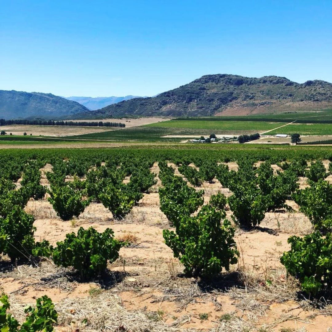 Marras Swartland Red Blend - Latitude Wine & Liquor Merchant