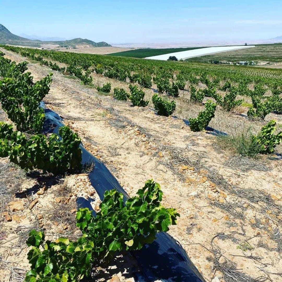 Marras Swartland Red Blend - Latitude Wine & Liquor Merchant