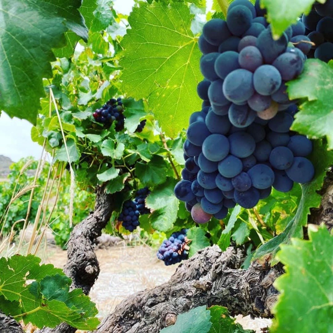 Marras Swartland Red Blend - Latitude Wine & Liquor Merchant