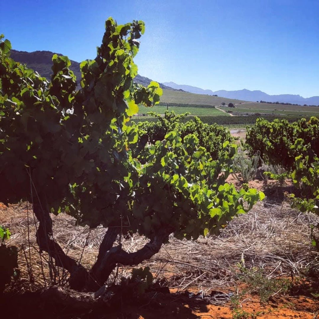 Marras Swartland Red Blend - Latitude Wine & Liquor Merchant