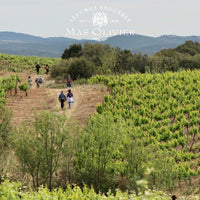 Mas Olivier Faugeres Rouge - Latitude Wine & Liquor Merchant