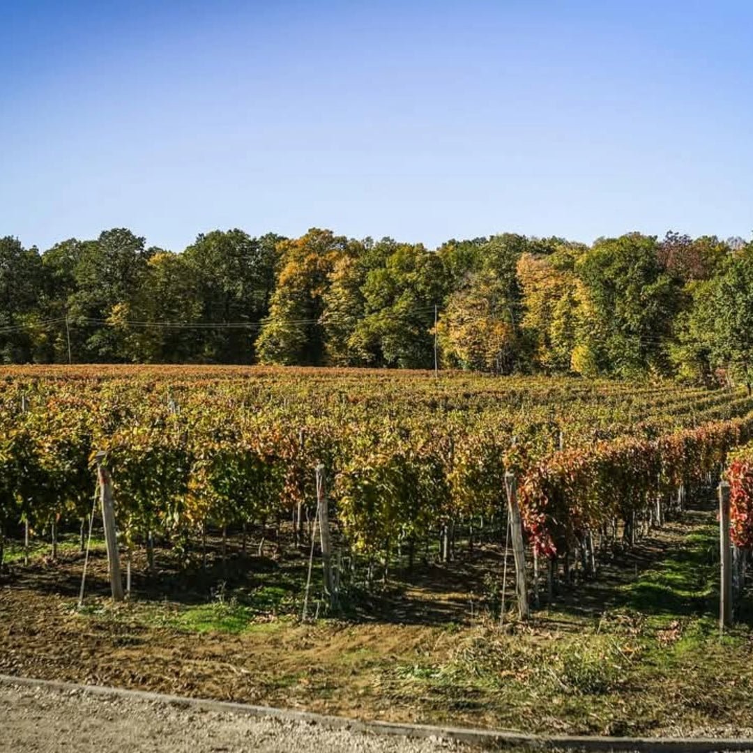 Matalj Bukovski Cuvee - Latitude Wine & Liquor Merchant