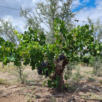 Matias Morcos Criolla Chica - Latitude Wine & Liquor Merchant