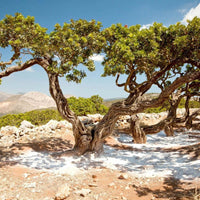 Metaxa Ouzo - Latitude Wine & Liquor Merchant
