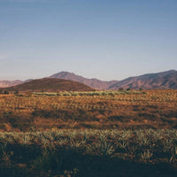 Mezcal Union Uno Joven - Latitude Wine & Liquor Merchant