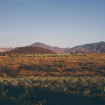 Mezcal Union Uno Joven - Latitude Wine & Liquor Merchant