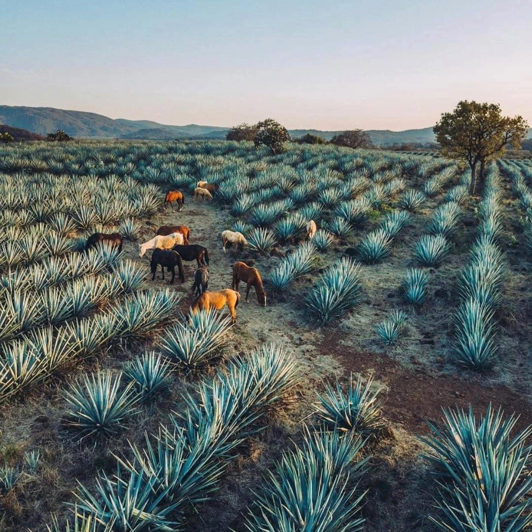 Mijenta Tequila Reposado - Latitude Wine & Liquor Merchant