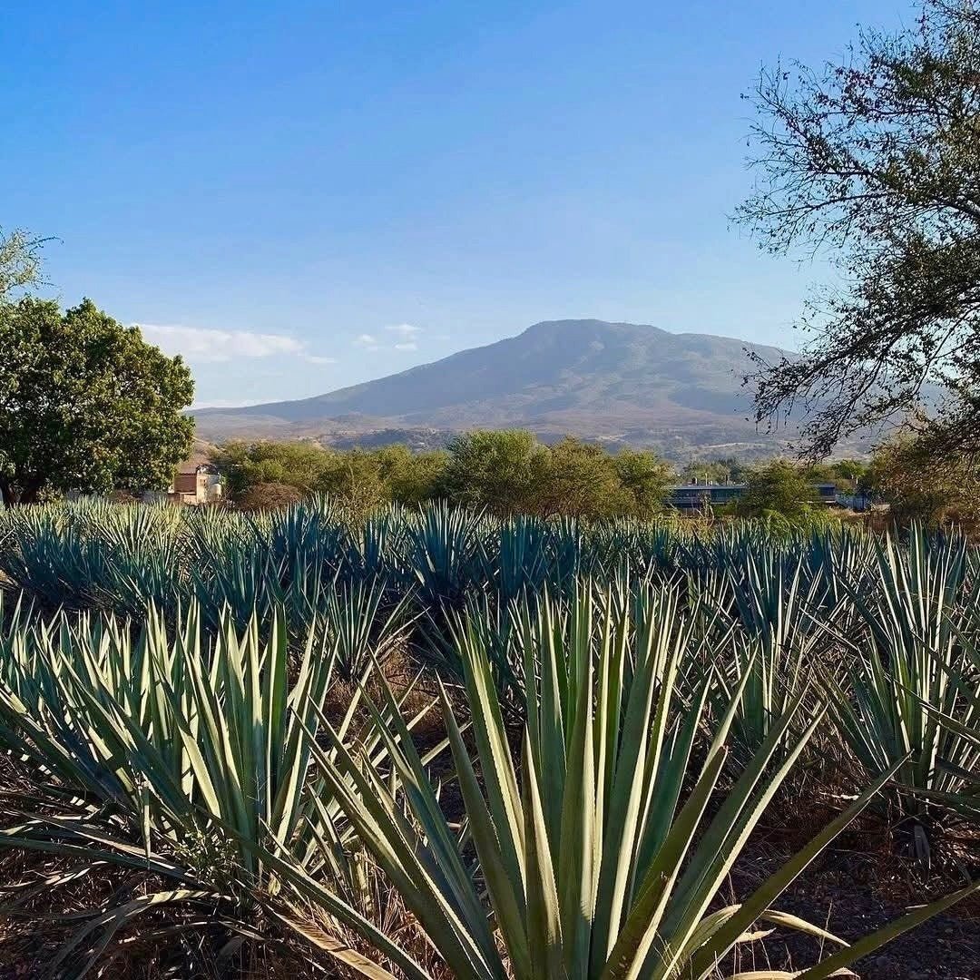 Mijenta Tequila Reposado - Latitude Wine & Liquor Merchant