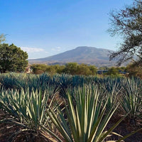 Mijenta Tequila Reposado - Latitude Wine & Liquor Merchant