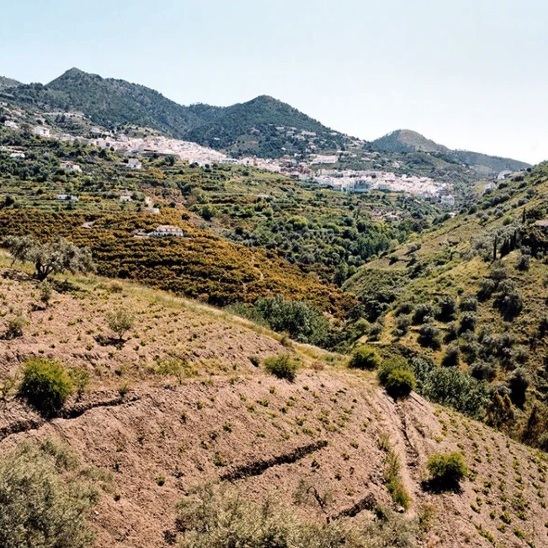 Molino Real "Mountain Blanco" Muscat - Latitude Wine & Liquor Merchant