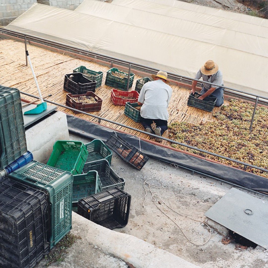 Molino Real "Mountain Blanco" Muscat - Latitude Wine & Liquor Merchant