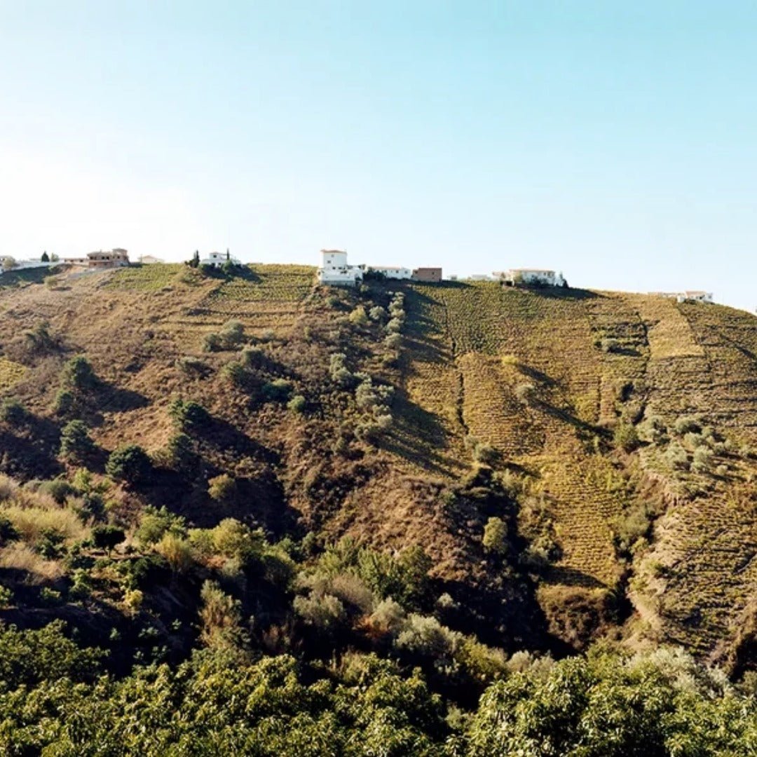 Molino Real "Mountain Blanco" Muscat - Latitude Wine & Liquor Merchant