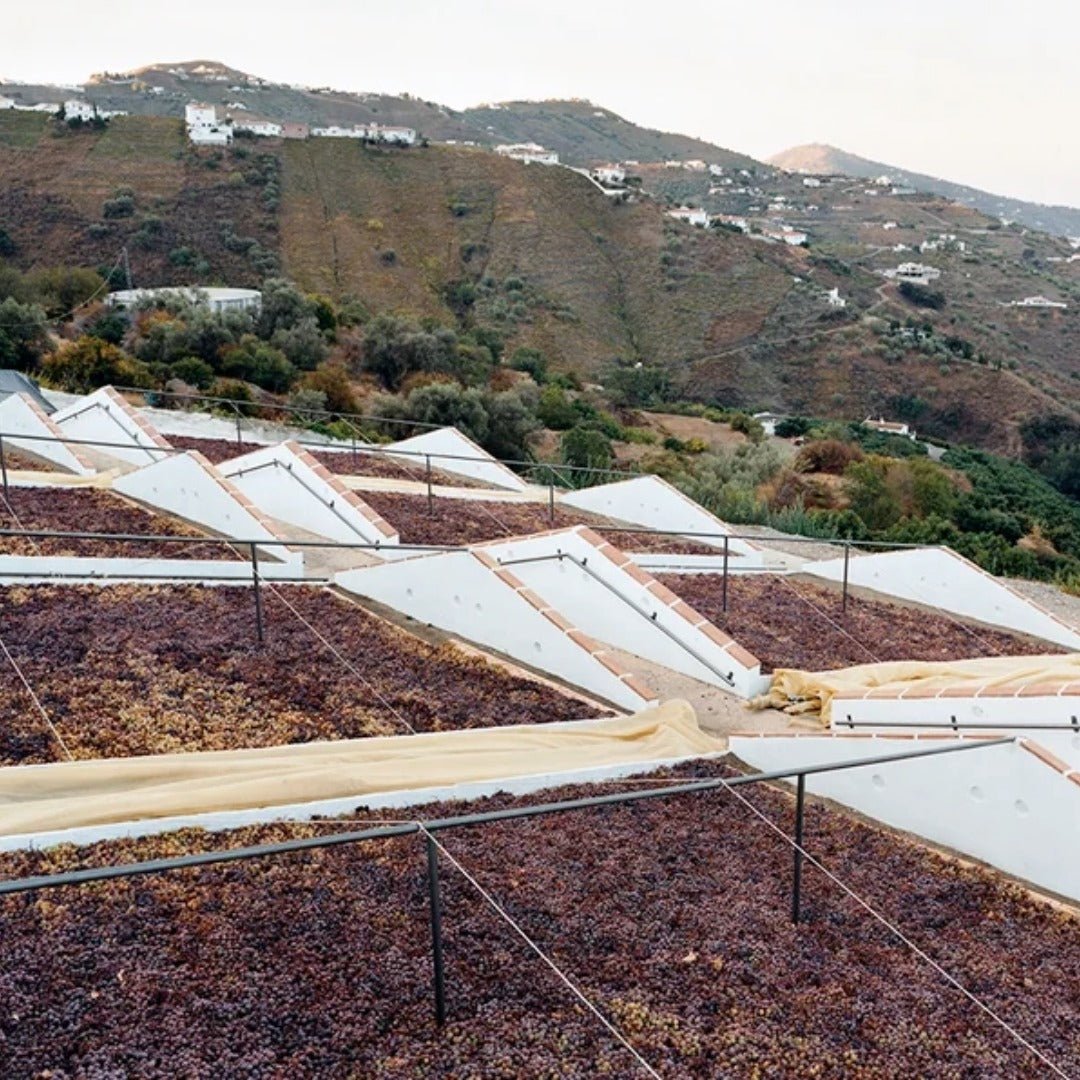 Molino Real "Mountain Blanco" Muscat - Latitude Wine & Liquor Merchant