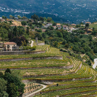 Monologo Arinto Organic Vinho Verde - Latitude Wine & Liquor Merchant