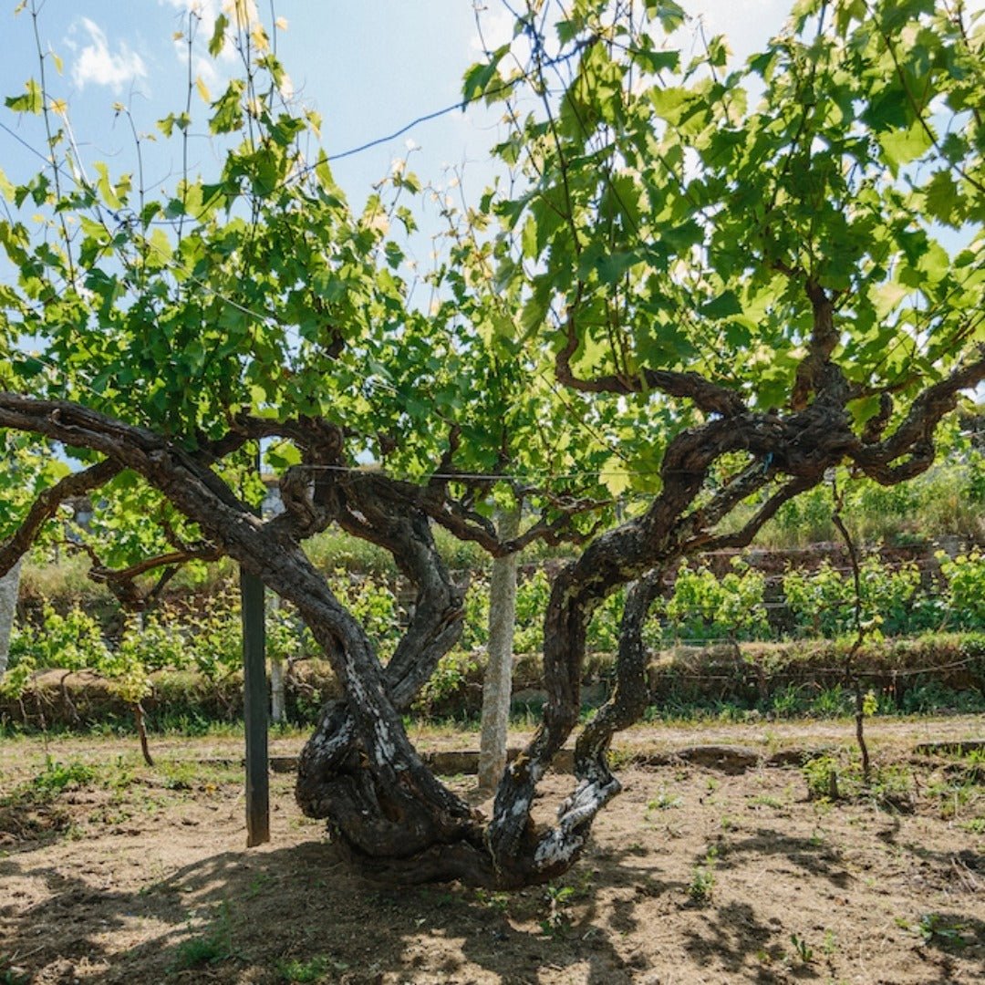 Monologo Arinto Organic Vinho Verde - Latitude Wine & Liquor Merchant