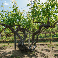 Monologo Arinto Organic Vinho Verde - Latitude Wine & Liquor Merchant