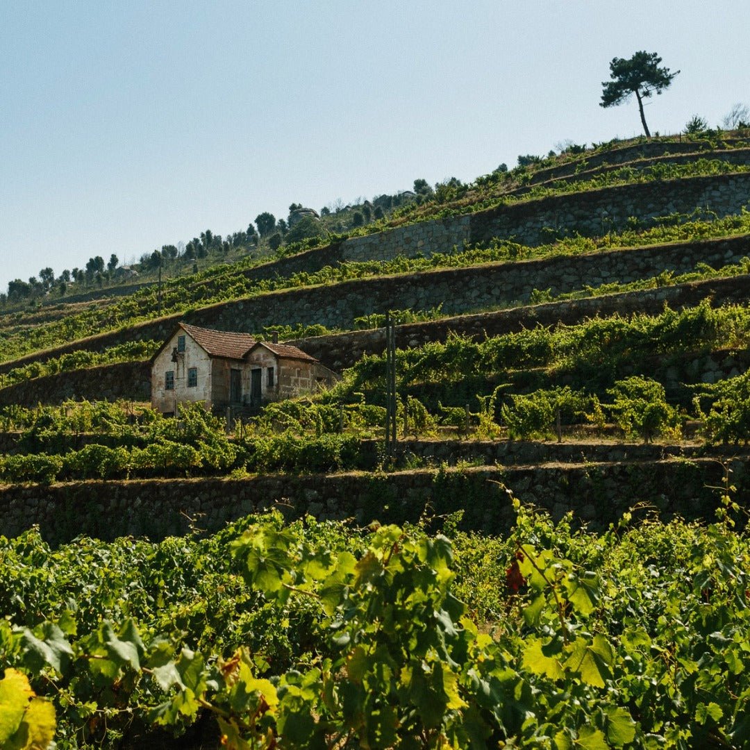 Monologo Arinto Organic Vinho Verde - Latitude Wine & Liquor Merchant