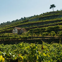 Monologo Arinto Organic Vinho Verde - Latitude Wine & Liquor Merchant