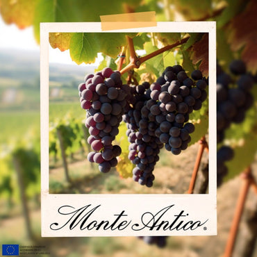 Monte Antico Toscana - Latitude Wine & Liquor Merchant