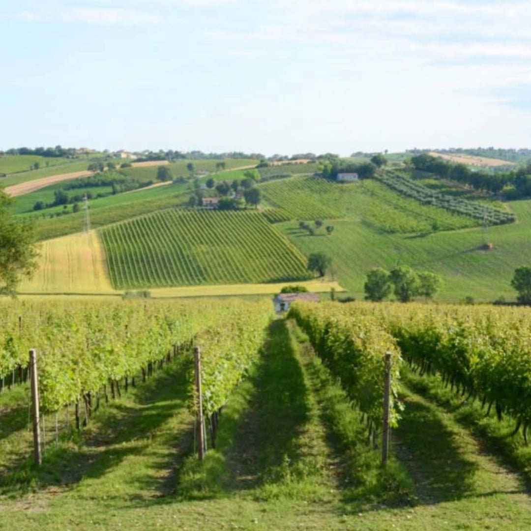 Monte Schiavo Verdicchio Classico Amphora - Latitude Wine & Liquor Merchant