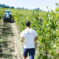 Monte Schiavo Verdicchio Classico Amphora - Latitude Wine & Liquor Merchant