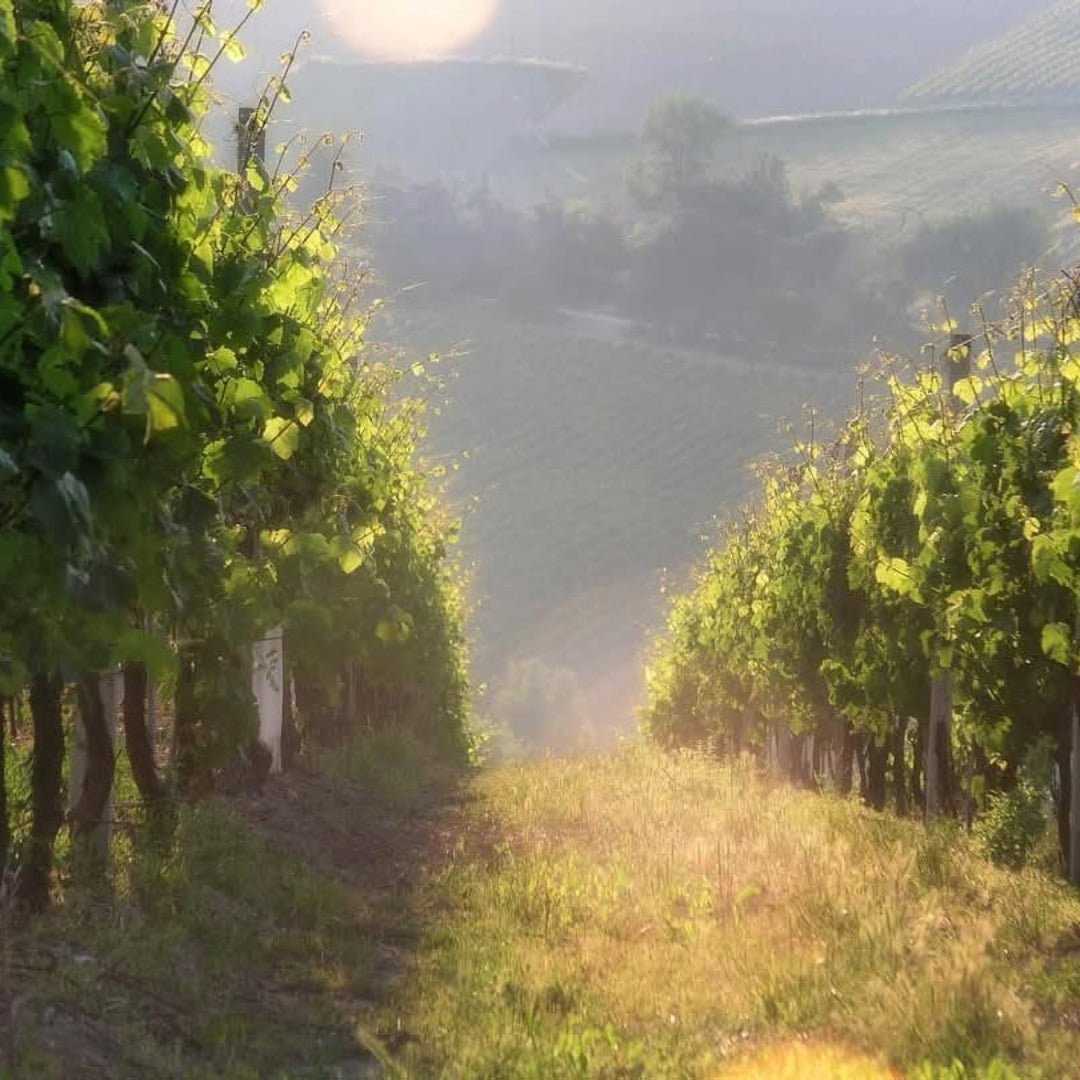 Monte Schiavo Verdicchio Classico Amphora - Latitude Wine & Liquor Merchant