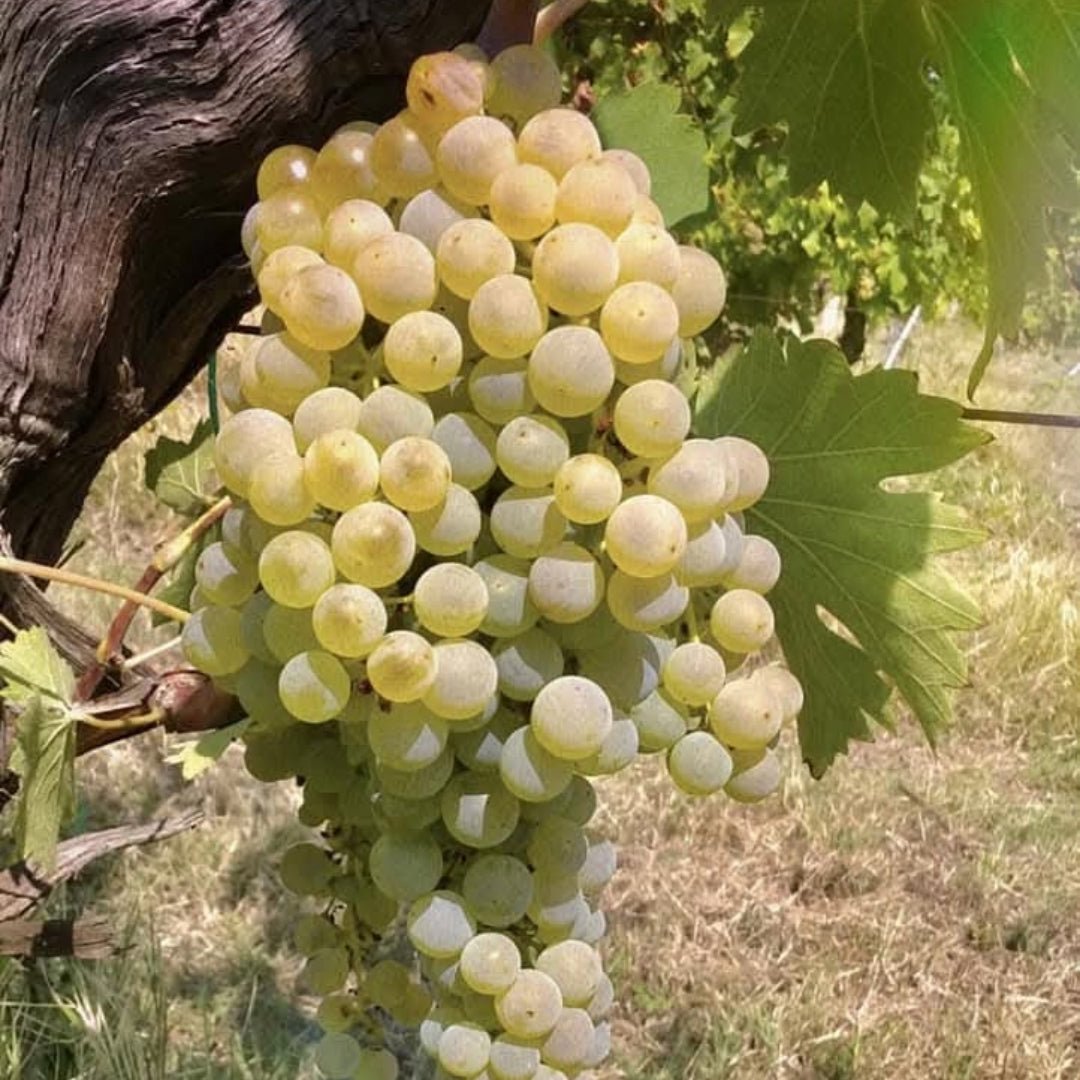 Monte Schiavo Verdicchio Classico Amphora Latitude Wine Liquor