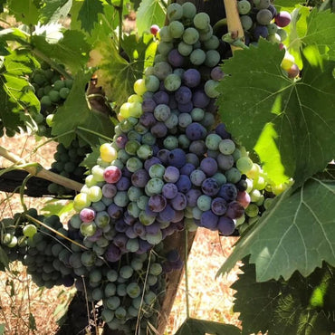 Montecalvi Vermentino - Latitude Wine & Liquor Merchant