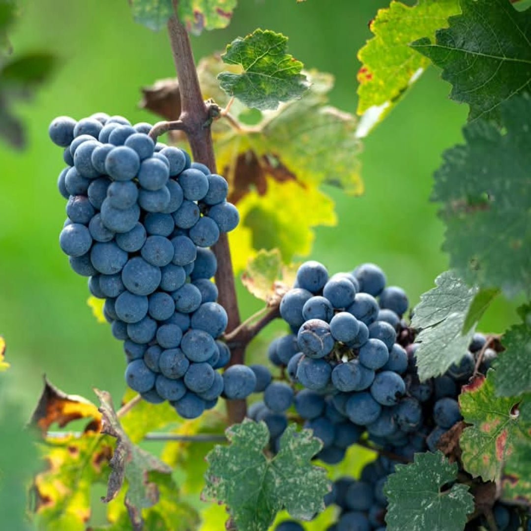 Nittardi Ad Astra Maremma Toscana - Latitude Wine & Liquor Merchant