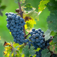 Nittardi Ad Astra Maremma Toscana - Latitude Wine & Liquor Merchant