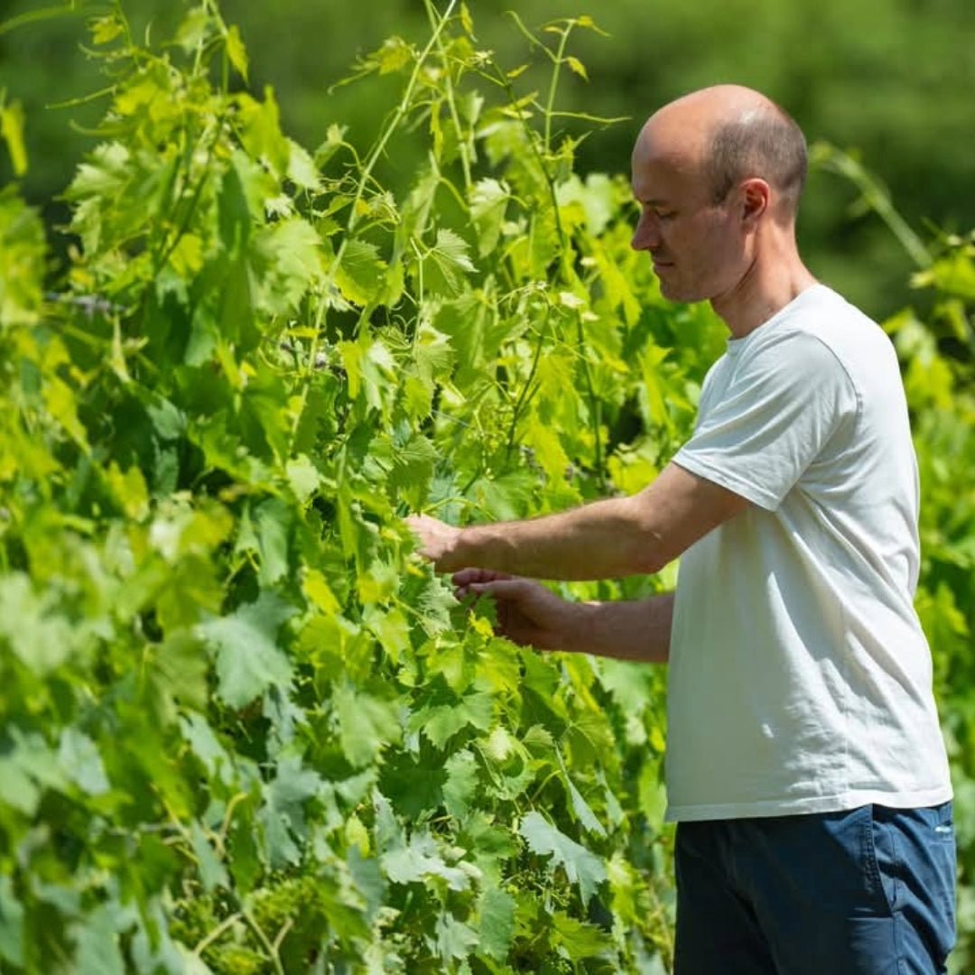 Nittardi Ad Astra Maremma Toscana - Latitude Wine & Liquor Merchant
