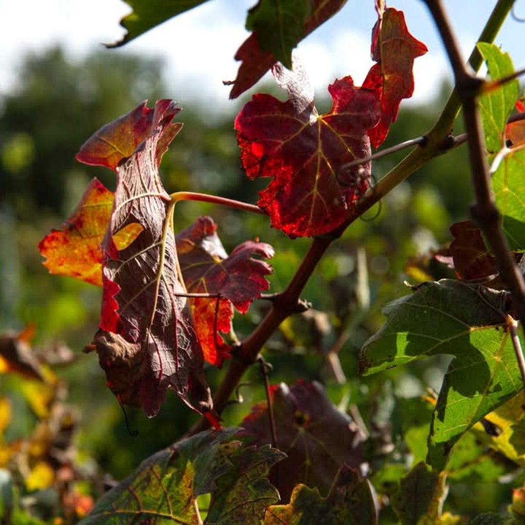 Nittardi Ad Astra Maremma Toscana - Latitude Wine & Liquor Merchant