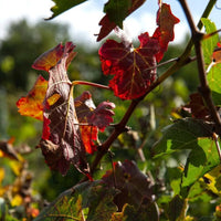 Nittardi Ad Astra Maremma Toscana - Latitude Wine & Liquor Merchant